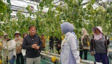 Ketua TP PKK Provinsi Kalimantan Tengah Aisyah Thisia Agustiar Sabran bersama Kepala Dinas TPHP Kalteng Rendy Lesmana mengikuti panen melon hidroponik di Smart Greenhouse II UPT BPMPPHMT, Palangka Raya. Panen menghasilkan sekitar 1,1 ton melon sebagai bagian dari pengembangan pertanian modern dan penguatan ketahanan pangan daerah. Minggu (2/8/26).