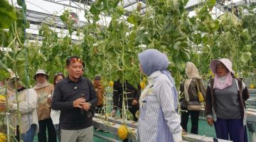 Ketua TP PKK Provinsi Kalimantan Tengah Aisyah Thisia Agustiar Sabran bersama Kepala Dinas TPHP Kalteng Rendy Lesmana mengikuti panen melon hidroponik di Smart Greenhouse II UPT BPMPPHMT, Palangka Raya. Panen menghasilkan sekitar 1,1 ton melon sebagai bagian dari pengembangan pertanian modern dan penguatan ketahanan pangan daerah. Minggu (2/8/26).