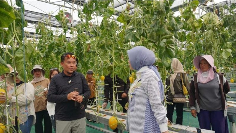 Ketua TP PKK Provinsi Kalimantan Tengah Aisyah Thisia Agustiar Sabran bersama Kepala Dinas TPHP Kalteng Rendy Lesmana mengikuti panen melon hidroponik di Smart Greenhouse II UPT BPMPPHMT, Palangka Raya. Panen menghasilkan sekitar 1,1 ton melon sebagai bagian dari pengembangan pertanian modern dan penguatan ketahanan pangan daerah. Minggu (2/8/26).