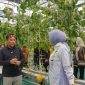 Ketua TP PKK Provinsi Kalimantan Tengah Aisyah Thisia Agustiar Sabran bersama Kepala Dinas TPHP Kalteng Rendy Lesmana mengikuti panen melon hidroponik di Smart Greenhouse II UPT BPMPPHMT, Palangka Raya. Panen menghasilkan sekitar 1,1 ton melon sebagai bagian dari pengembangan pertanian modern dan penguatan ketahanan pangan daerah. Minggu (2/8/26).