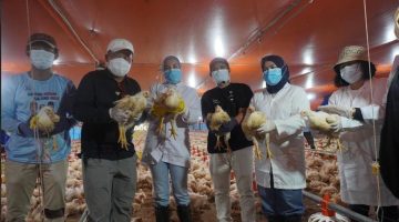 Ketua TP PKK Provinsi Kalimantan Tengah Aisyah Thisia Agustiar Sabran bersama Kepala Dinas TPHP Kalteng Rendy Lesmana meninjau sekaligus mengikuti panen 24.000 ekor ayam broiler di Apartemen Ayam UPT BPMPPTHMT Palangka Raya. Peternakan modern berbasis sistem Close House ini menjadi bagian dari upaya memperkuat ketahanan pangan dan meningkatkan kesejahteraan peternak di Kalimantan Tengah. Minggu (2/8/26).
