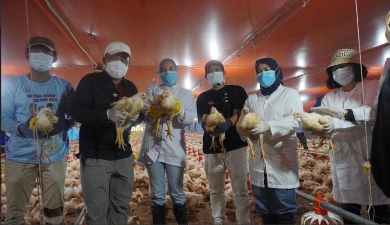 Ketua TP PKK Provinsi Kalimantan Tengah Aisyah Thisia Agustiar Sabran bersama Kepala Dinas TPHP Kalteng Rendy Lesmana meninjau sekaligus mengikuti panen 24.000 ekor ayam broiler di Apartemen Ayam UPT BPMPPTHMT Palangka Raya. Peternakan modern berbasis sistem Close House ini menjadi bagian dari upaya memperkuat ketahanan pangan dan meningkatkan kesejahteraan peternak di Kalimantan Tengah. Minggu (2/8/26).