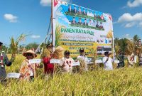 Foto Pelaksanaan panen raya padi serentak di Kabupaten Kapuas