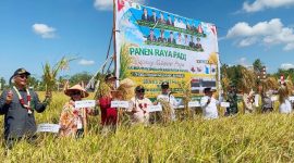 Foto Pelaksanaan panen raya padi serentak di Kabupaten Kapuas