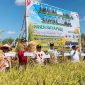 Foto Pelaksanaan panen raya padi serentak di Kabupaten Kapuas