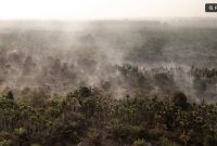 Foto udara asap mengepul dari kebun kelapa sawit dan pinang yang terbakar di Desa Pandan Sejahtera, Tanjung Jabung Timur, Jambi, Selasa (25/8/2026). [ANTARA FOTO/Wahdi Septiawan/YU] 