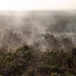 Foto udara asap mengepul dari kebun kelapa sawit dan pinang yang terbakar di Desa Pandan Sejahtera, Tanjung Jabung Timur, Jambi, Selasa (25/8/2026). [ANTARA FOTO/Wahdi Septiawan/YU] 