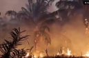 Kebakaran hutan dan lahan (karhutla) tak hanya terjadi di Kalimantan, keadaan serupa juga melanda sejumlah wilayah Papua Tengah. [istimewa] 