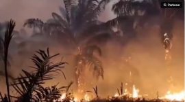 Kebakaran hutan dan lahan (karhutla) tak hanya terjadi di Kalimantan, keadaan serupa juga melanda sejumlah wilayah Papua Tengah. [istimewa] 
