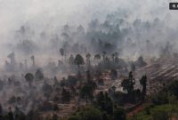 Foto udara kebakaran hutan dan lahan gambut di Kabupaten Kayong Utara, Kalimantan Barat, Jumat (31/7/2026). [ANTARA FOTO/Jessica Wuysang/YU] 
