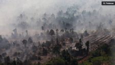 Foto udara kebakaran hutan dan lahan gambut di Kabupaten Kayong Utara, Kalimantan Barat, Jumat (31/7/2026). [ANTARA FOTO/Jessica Wuysang/YU] 