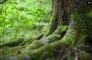 Ilustrasi Hutan (pexels.com/mali maeder)