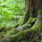 Ilustrasi Hutan (pexels.com/mali maeder)