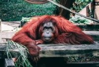 Ilustrasi 96 Orangutan Kalimantan Masuk Penanganan di Tengah Karhutla (Pexels) 