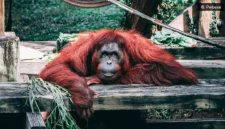 Ilustrasi 96 Orangutan Kalimantan Masuk Penanganan di Tengah Karhutla (Pexels) 