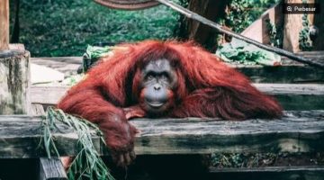 Ilustrasi 96 Orangutan Kalimantan Masuk Penanganan di Tengah Karhutla (Pexels) 