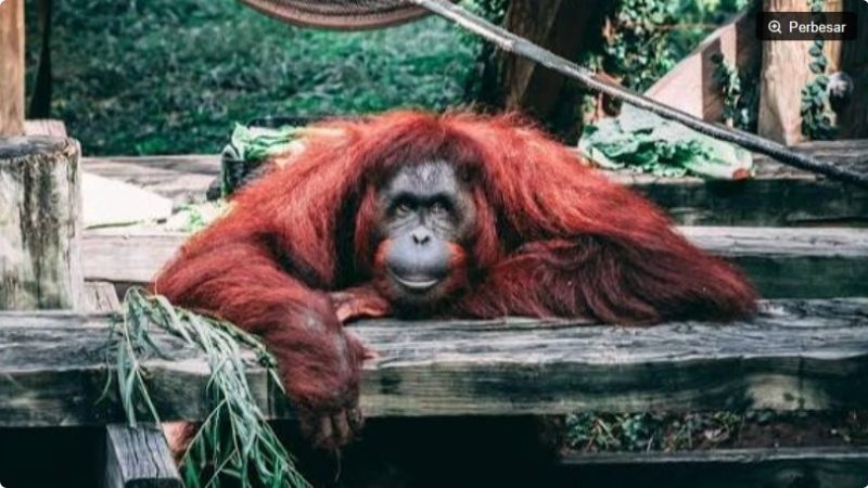 Ilustrasi 96 Orangutan Kalimantan Masuk Penanganan di Tengah Karhutla (Pexels) 
