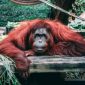Ilustrasi 96 Orangutan Kalimantan Masuk Penanganan di Tengah Karhutla (Pexels) 